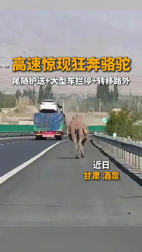 高速惊现狂奔骆驼 尾随护送+大型车拦停+转移路外（甘肃公安）