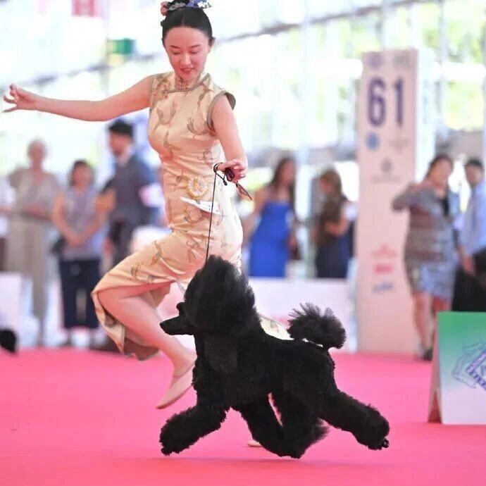 霍思燕爱犬“霍蜜蜡”在意大利夺冠，该比赛被誉为“犬界奥林匹克”，杜江感叹霍思燕备赛辛苦
