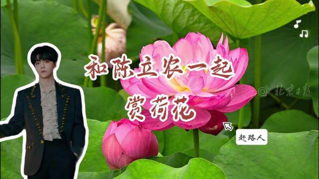 伴陈立农的歌声赏夏日荷花