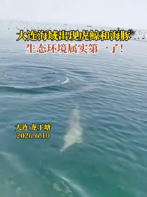 好棒！大连出现虎鲸和海豚