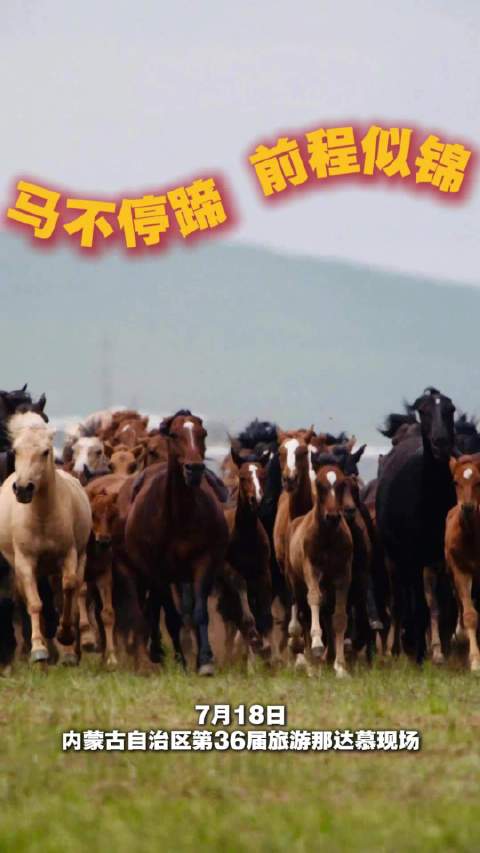 万马奔腾是草原写给夏天的情书