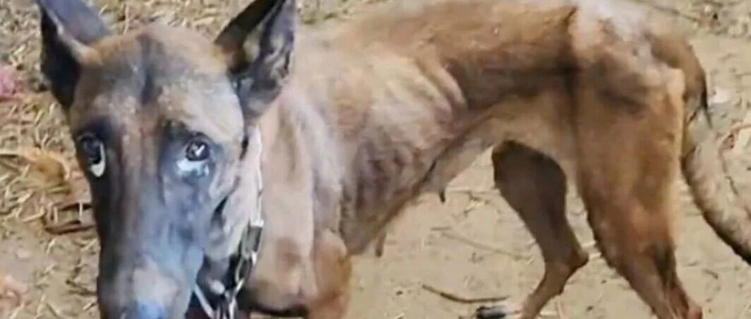 被洪水冲走失联10天 马犬“战狼”奇迹般自己回家 重逢时主人和狗双双落泪