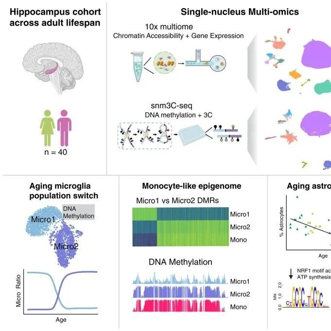 Science:任兵/徐向民合作揭示人类大脑海马体衰老过程中的表观遗传与三维基因组重编程 Science:任兵/徐向民合作揭示人类大脑海马体衰老过程中的表观遗传与三维基因组重编程