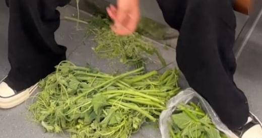 女子地铁车厢内摘菜,菜叶散落一地!网友:扔垃圾常见,当厨房头回见! 女子地铁车厢内摘菜,菜叶散落一地!网友:扔垃圾常见,当厨房头回见!