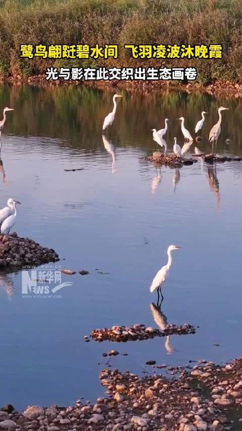 河北内丘鹭鸟翩跹碧水间