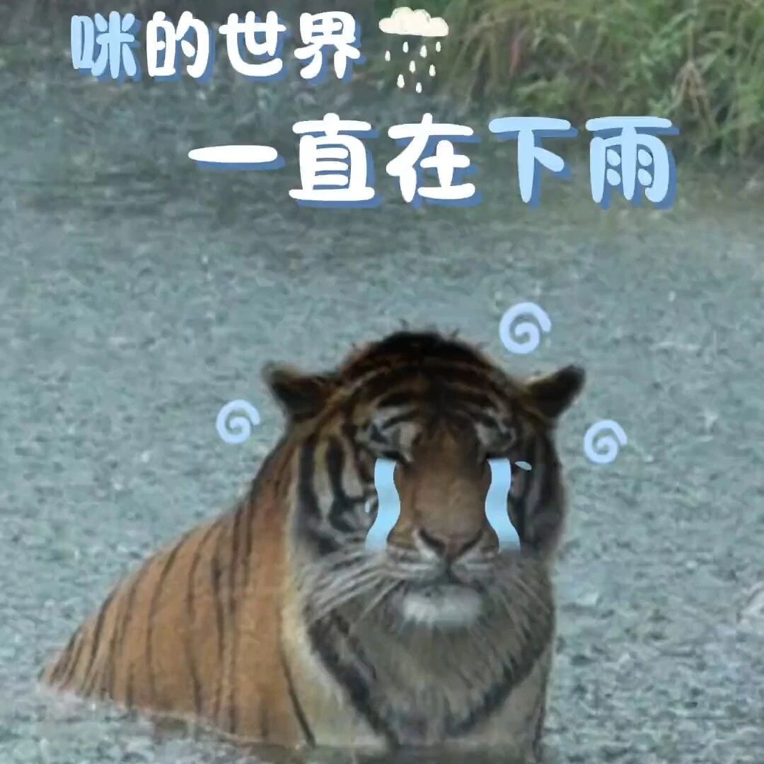 全网围观的“淋雨大咪”，天生爱玩水