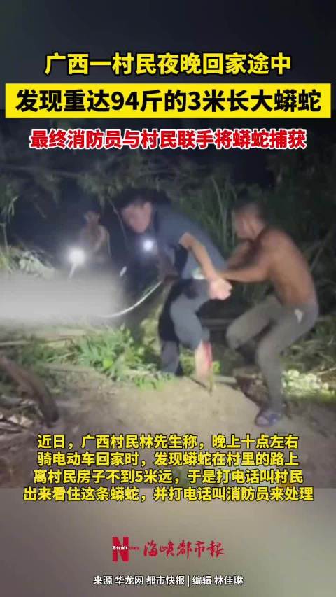 抓捕94斤的3米长大蟒蛇