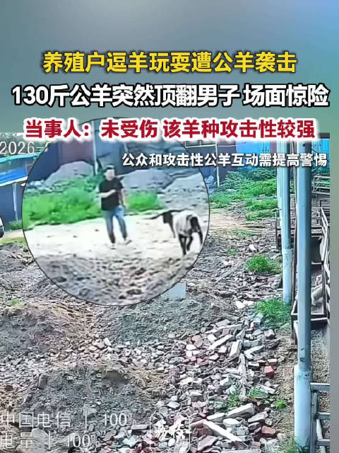 男子逗自家公羊被顶飞男子回应被自家130斤公羊顶飞