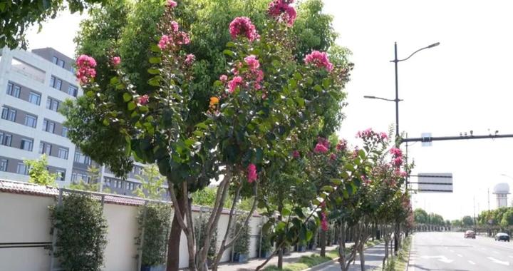 长宁的这条马路迎来了限定的浪漫~ 长宁的这条马路迎来了限定的浪漫~