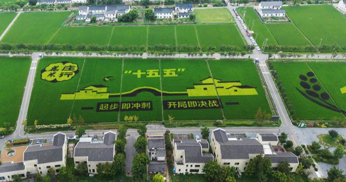 2025年度上海乡村振兴指数继续领跑全国 2025年度上海乡村振兴指数继续领跑全国