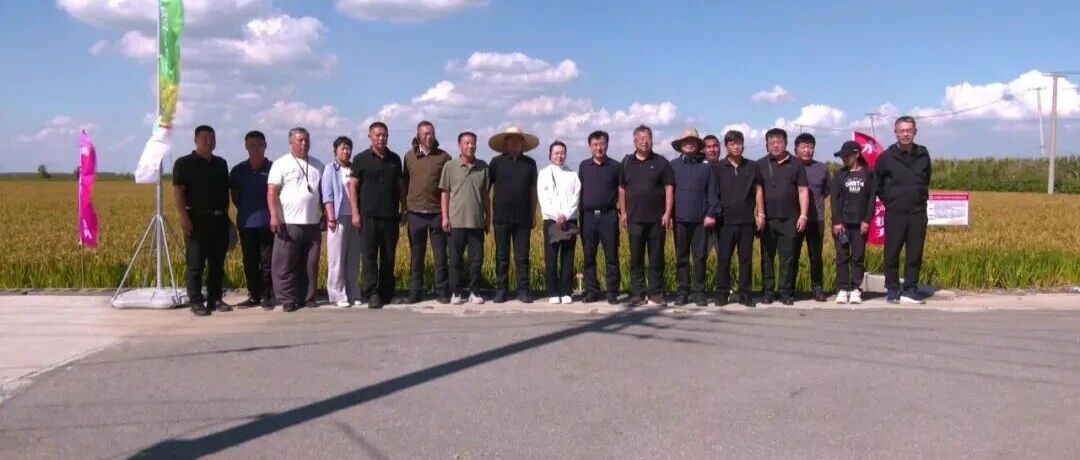 【本地】科技赋能稻浪涌 良种良法促丰产 【本地】科技赋能稻浪涌 良种良法促丰产