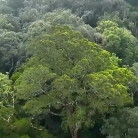 古树也要“做CT”!第三次全国古树名木资源普查有序推进 古树也要“做CT”!第三次全国古树名木资源普查有序推进