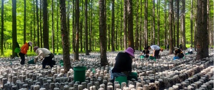 30个稳定岗位、5000余人次用工 阿尔山市五岔沟镇一个产业带富一方百姓