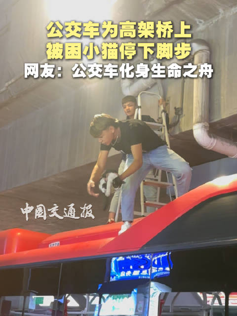 公交车为高架桥上被困小猫停下脚步，网友：公交车化身生命之舟
