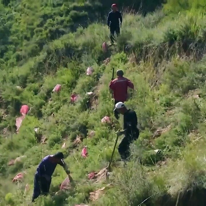 平鲁区:科学造林护绿 筑牢生态屏障 平鲁区:科学造林护绿 筑牢生态屏障