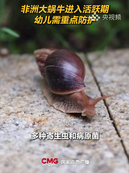 遇到非洲大蜗牛千万别碰