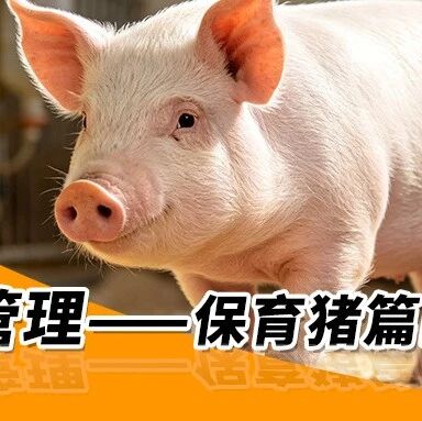 秋季养猪管理—— 保育猪篇四