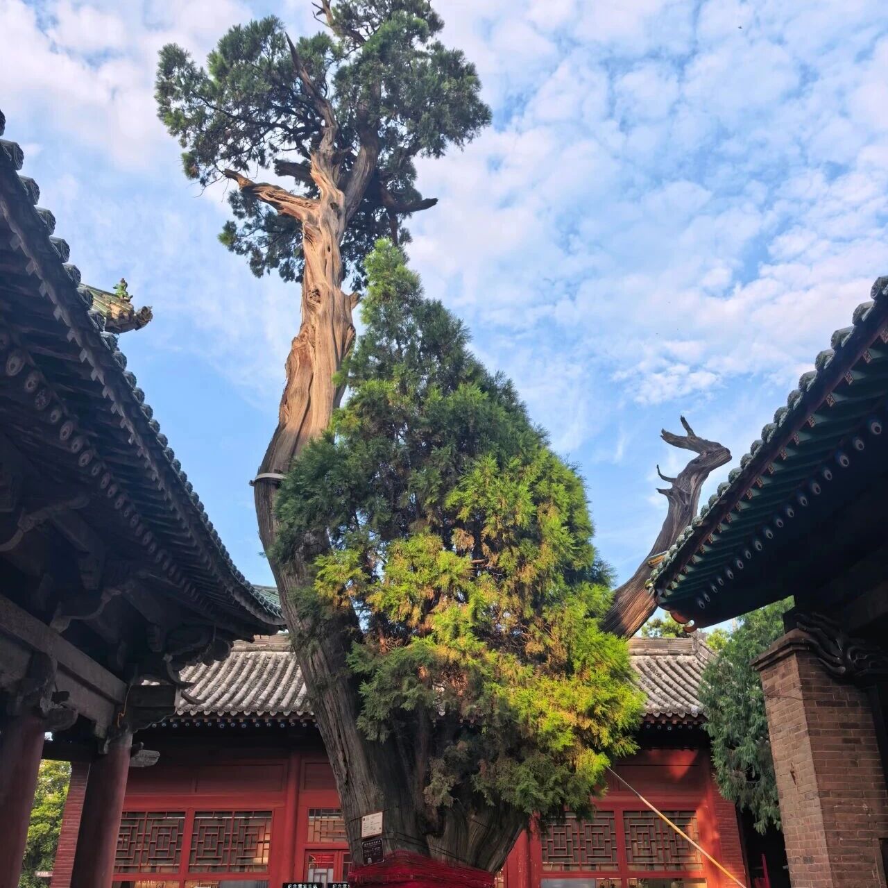 跟着导游游关庙|龙柏虎柏:千年守护 寄愿美好 跟着导游游关庙|龙柏虎柏:千年守护 寄愿美好