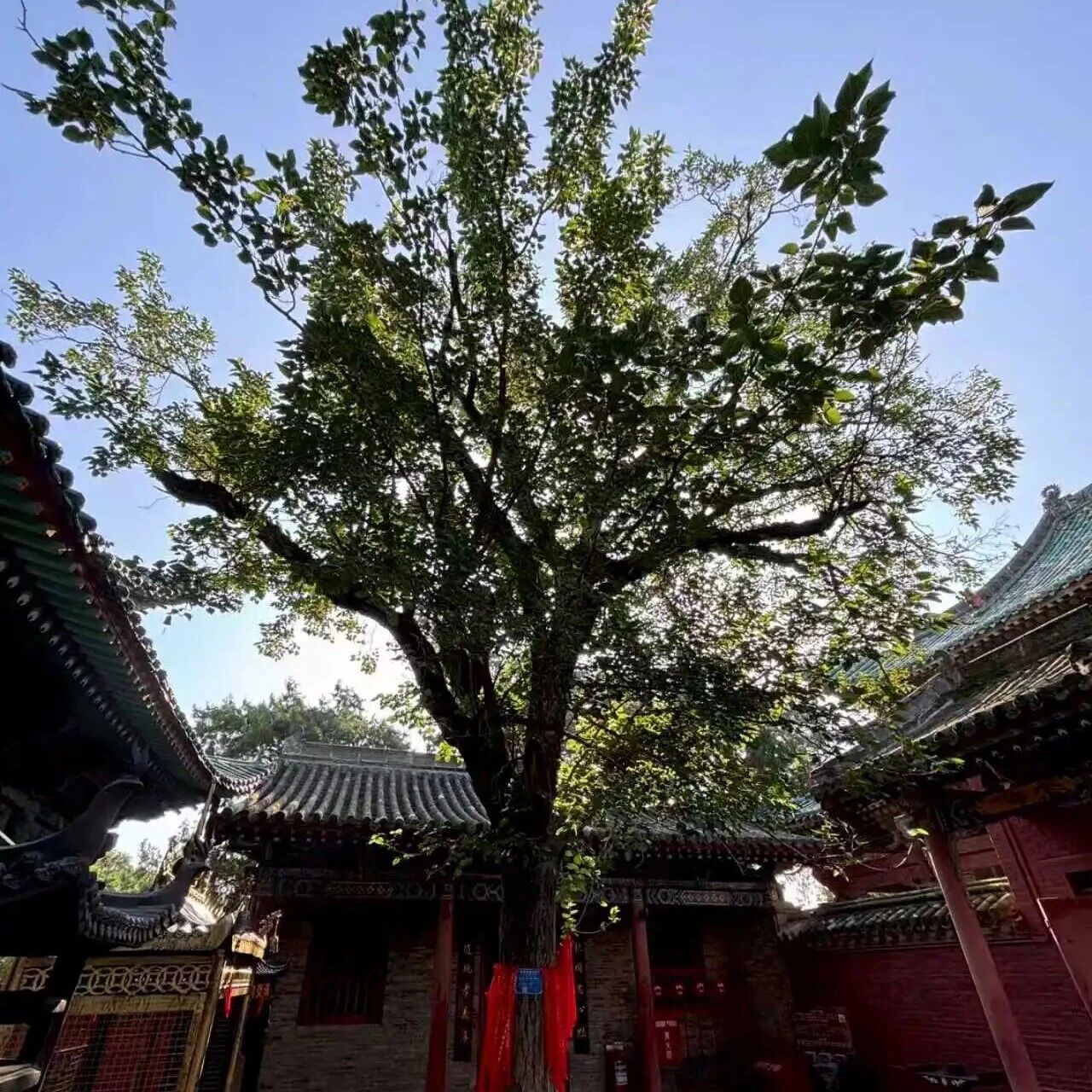 跟着导游游关庙|五世同堂桑:根在常平 义传天下 跟着导游游关庙|五世同堂桑:根在常平 义传天下