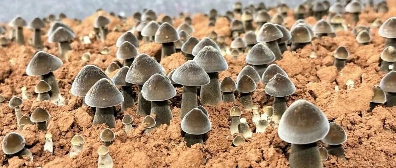 发现连山丨小三江镇鸡枞菌 发现连山丨小三江镇鸡枞菌