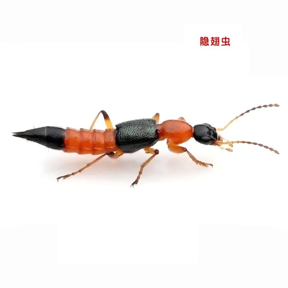 @北京居民，遇到这种虫，千万别拍打！毒液酸度接近硫酸，会灼烧皮肤