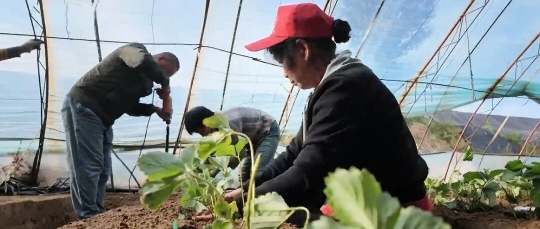 朔城区:栽草莓啦 朔城区:栽草莓啦