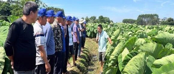 田埂上的“农事课堂” | 惠多利千场农民会 助农获丰收 田埂上的“农事课堂” | 惠多利千场农民会 助农获丰收