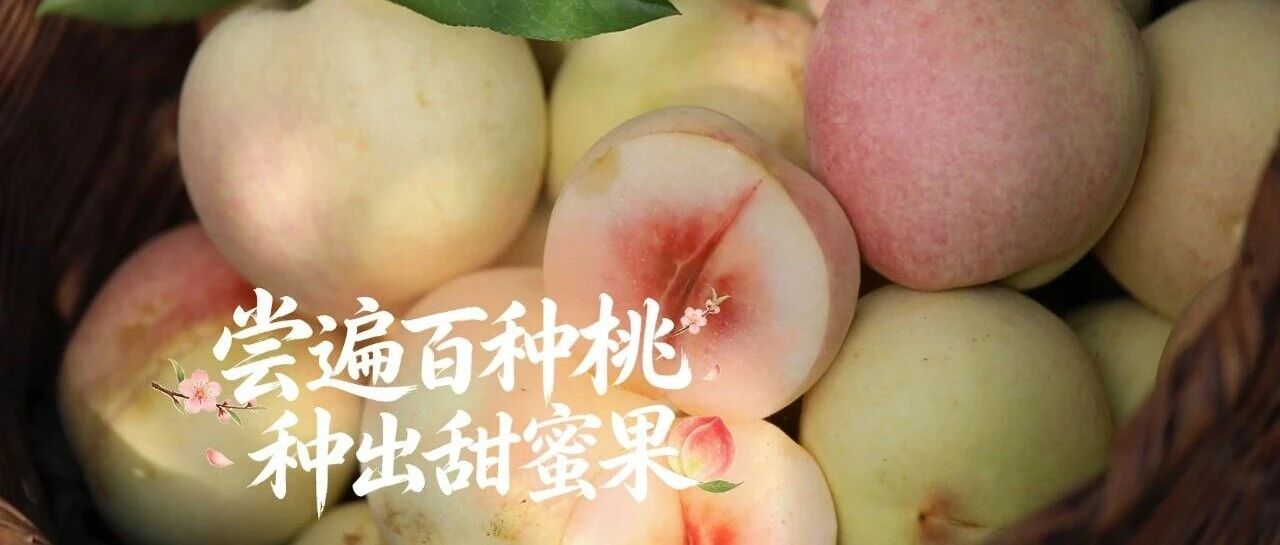 【丰收施甸】万兴乡:夫妻返乡种秋桃 撂荒地结出“甜蜜果” 【丰收施甸】万兴乡:夫妻返乡种秋桃 撂荒地结出“甜蜜果”