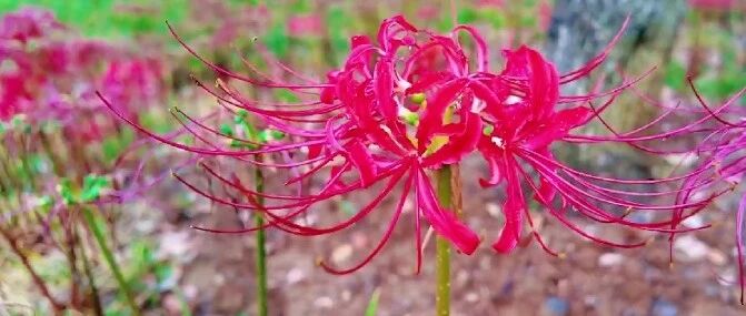 武汉6000平“限定版”秋日美景上线,最佳观赏期已到,花期仅15天,专家提醒:全株有毒,观赏时不要触碰、不能凑近嗅闻 武汉6000平“限定版”秋日美景上线,最佳观赏期已到,花期仅15天,专家提醒:全株有毒,观赏时不要触碰、不能凑近嗅闻