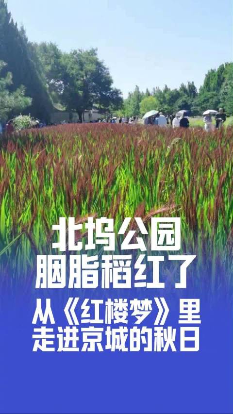 北坞公园的胭脂稻红了