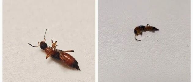 多地出现这种虫！毒液接近硫酸！遇到千万别拍→