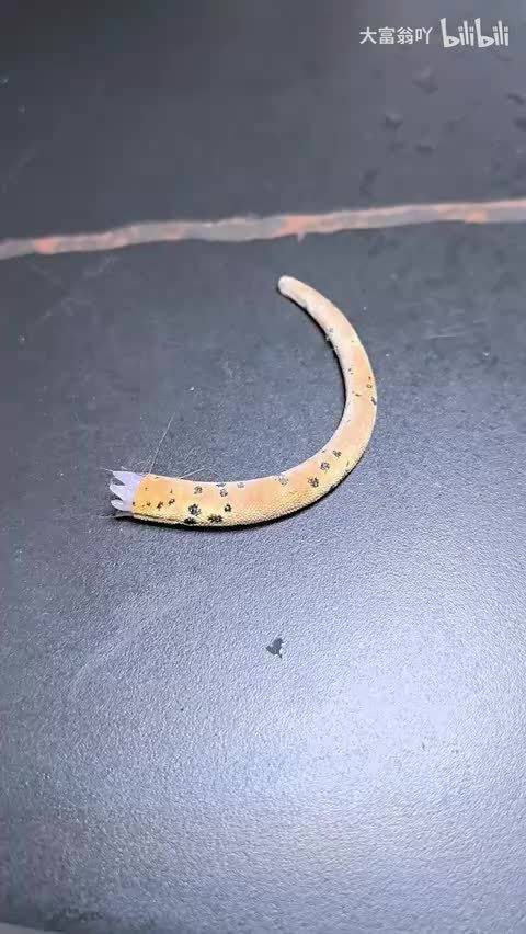 啥啥啥这是吃了个啥