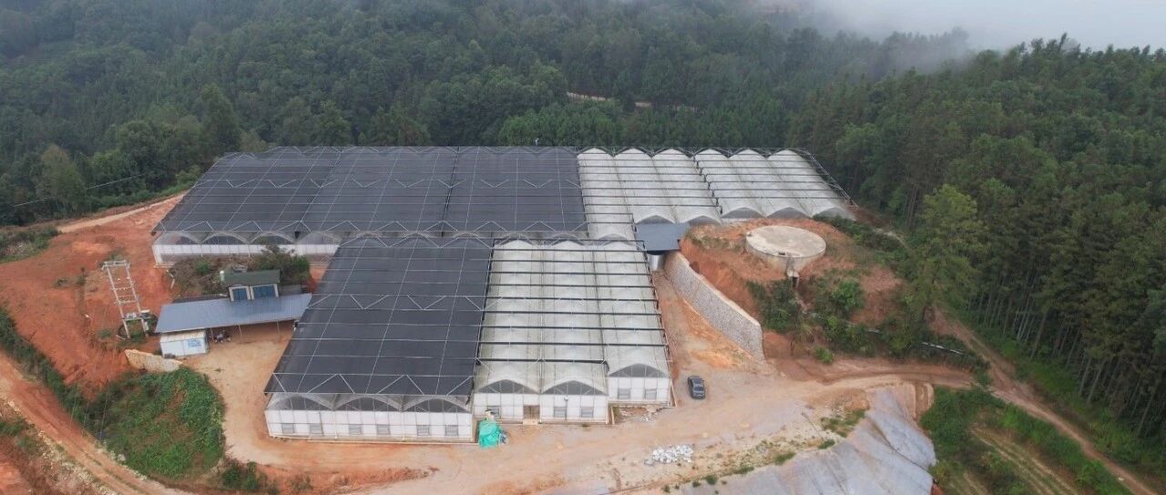 跨越千里的山海情，在平达乡的大棚里开出了花