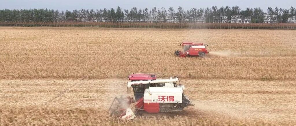 宿松13.35万亩大豆进入集中收割期 宿松13.35万亩大豆进入集中收割期