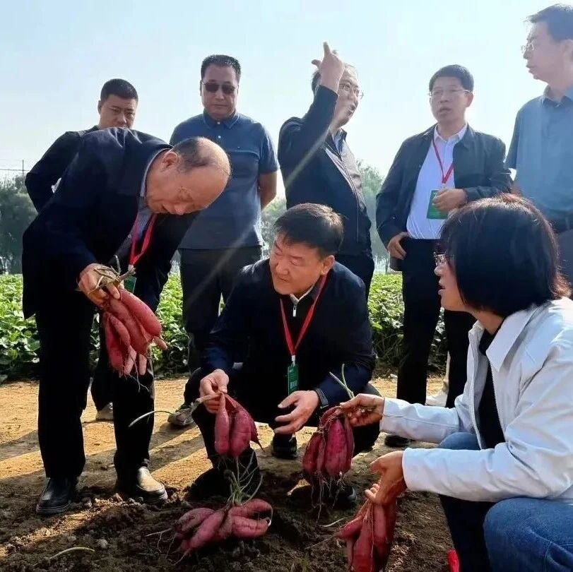 良种赋能产业兴！我市第三届红薯节助力特色农业提质增效