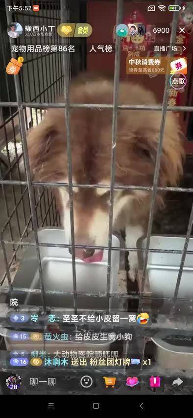 听到皮子呜，黑豹声波威慑【20260919直播】豫西小丁