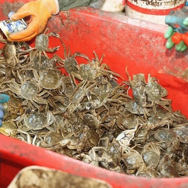 丰收季 · 在现场丨小螃蟹,抖音平台六天大卖4000万 丰收季 · 在现场丨小螃蟹,抖音平台六天大卖4000万
