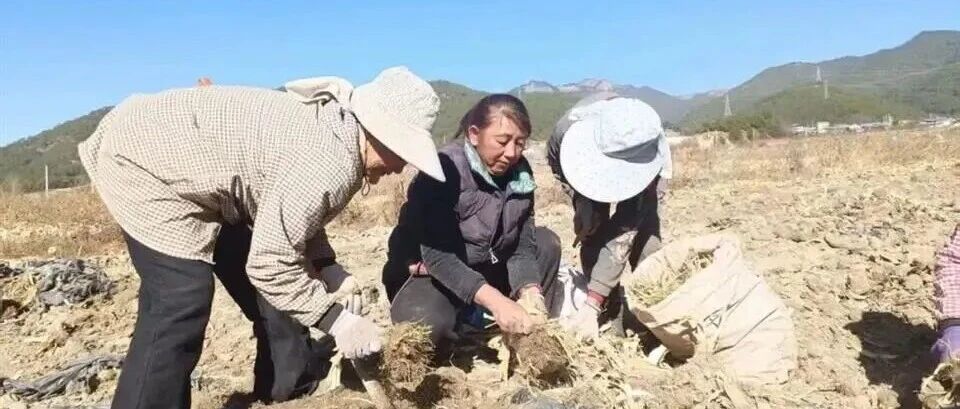 五年答卷 奋进怒江丨林下生金 生态兴农!怒江 17 万余人乐享绿色产业红利! 五年答卷 奋进怒江丨林下生金 生态兴农!怒江 17 万余人乐享绿色产业红利!