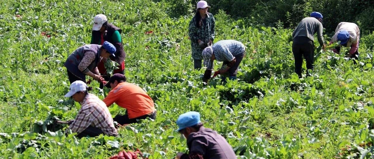 巧家:高山育好菜 产业兴乡村 巧家:高山育好菜 产业兴乡村