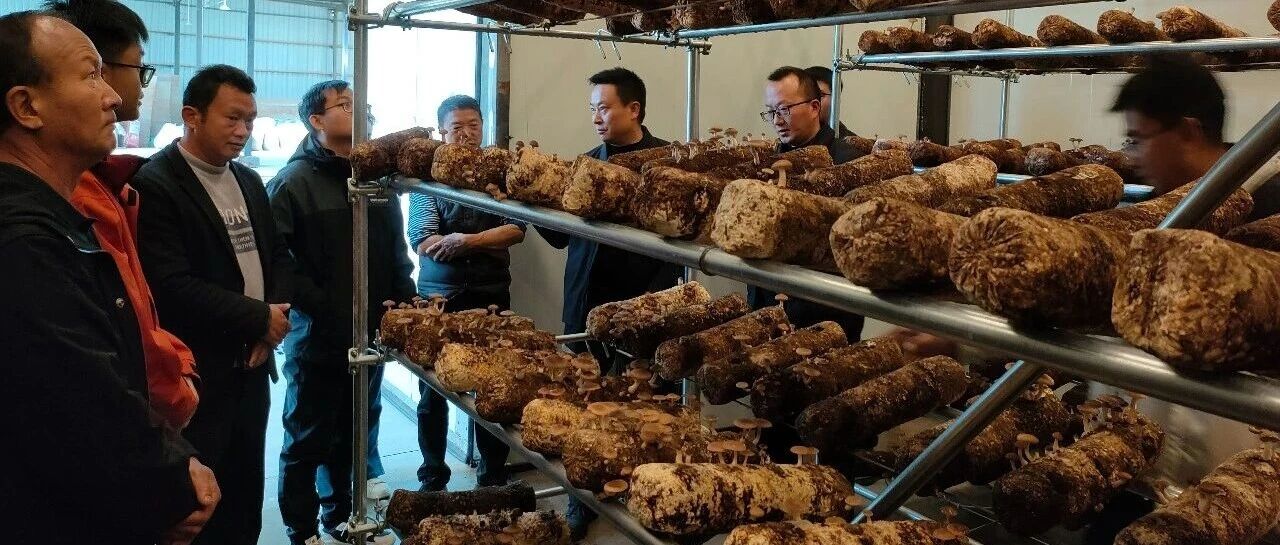 人民日报刊发《楚雄大姚:150万棒菌菇串起“共富链”》 人民日报刊发《楚雄大姚:150万棒菌菇串起“共富链”》