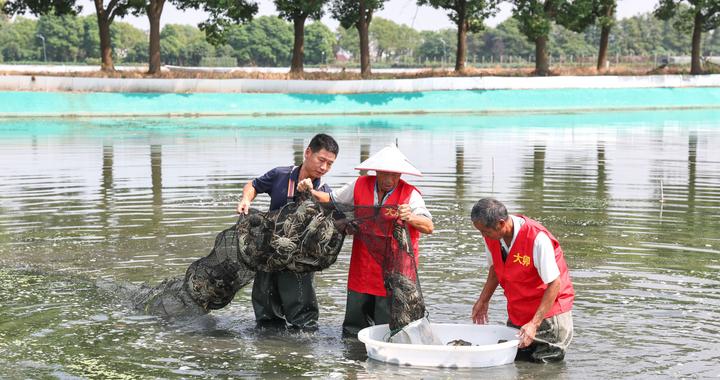 起笼!松江黄浦江大闸蟹今日开捕 起笼!松江黄浦江大闸蟹今日开捕