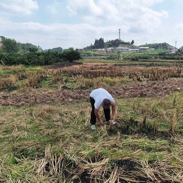 谭家寨乡:干部认领一丘田 全力防治烧秸秆 谭家寨乡:干部认领一丘田 全力防治烧秸秆