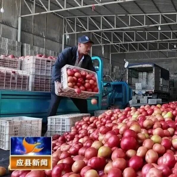 石庄村:日光大棚基地 西红柿进入采收期 石庄村:日光大棚基地 西红柿进入采收期