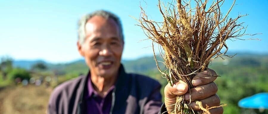 【豫媒观嵩】良种赋能产业延链 嵩县山地“种”出农业新价值 【豫媒观嵩】良种赋能产业延链 嵩县山地“种”出农业新价值
