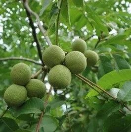 今日核桃价格一览|9月22日 今日核桃价格一览|9月22日