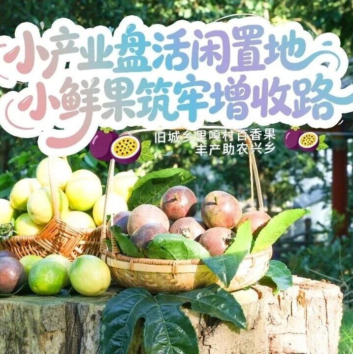 旧城乡里嘎村:小产业盘活闲置地 小鲜果筑牢增收路 旧城乡里嘎村:小产业盘活闲置地 小鲜果筑牢增收路