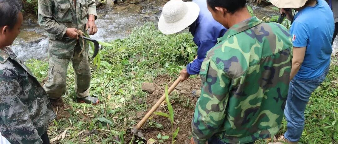 镇康军赛:山间地头学技艺 草果培训接地气 镇康军赛:山间地头学技艺 草果培训接地气