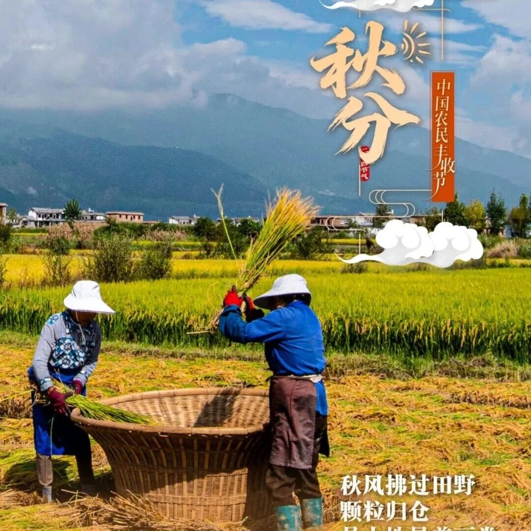 恰逢秋分至 共赴丰收节 | 在大理爱上生活