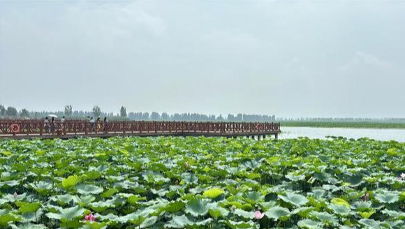 白洋淀生态蝶变引世界极危物种青头潜鸭“定居” 白洋淀生态蝶变引世界极危物种青头潜鸭“定居”