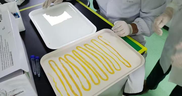 4.5 米长虫从男子体内排出，医生：因长期食用生鱼片，感染阔节裂头绦虫